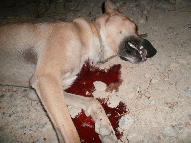 Ρέθυμνο: Σκότωσε εν ψυχρώ τον σκύλο της γειτόνισσας του